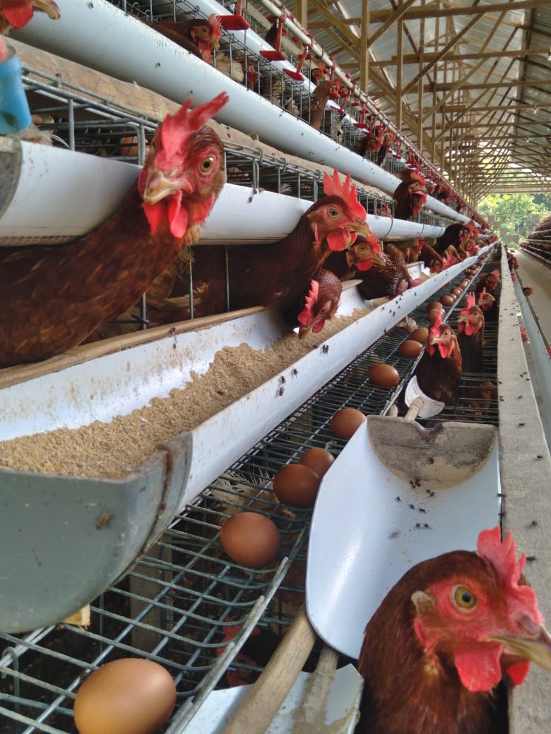 SL Farm Operasional